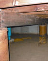 Mold and rot thriving in a dirt floor crawl space in Minneapolis