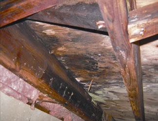 mold and rot in a Saint Paul crawl space