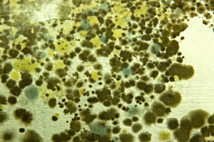 Mold Growth