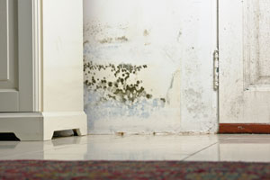 Mold Allergies