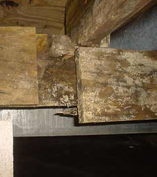 Extensive basement rot found in Rochester by Victor Barke's Complete Basement Systems
