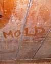 The word mold written with a finger on a moldy wood wall in Bloomington