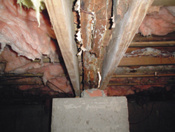 Examining molds in Minnesota