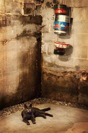 a cat laying in a wet, leaky basement in Saint Paul, MN